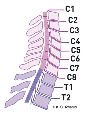 Topography of the cervical spinal nerves