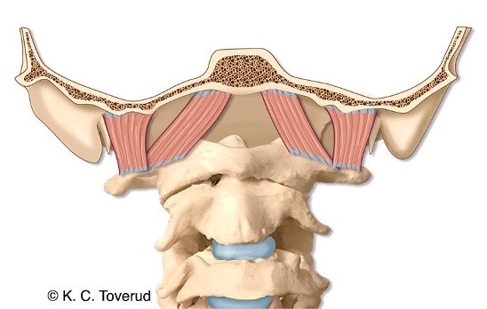 M. rectus capitis anterior