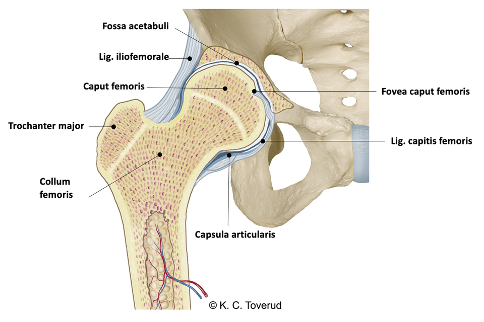 Hip joint
