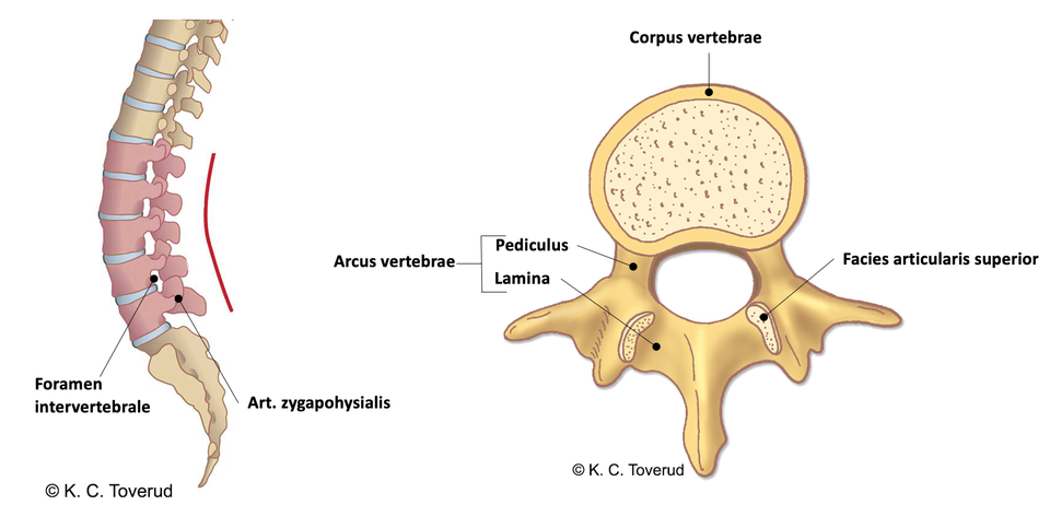 Back, anatomy of a lumbar vertebra