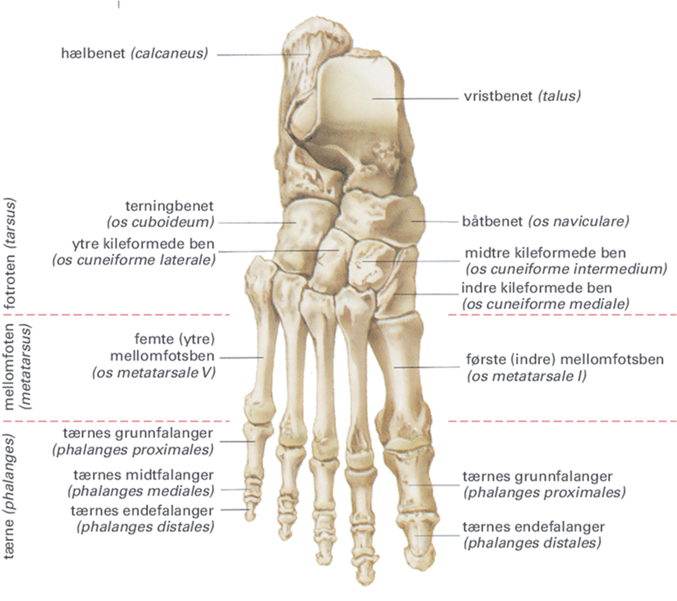 Ankle and foot anatomy
