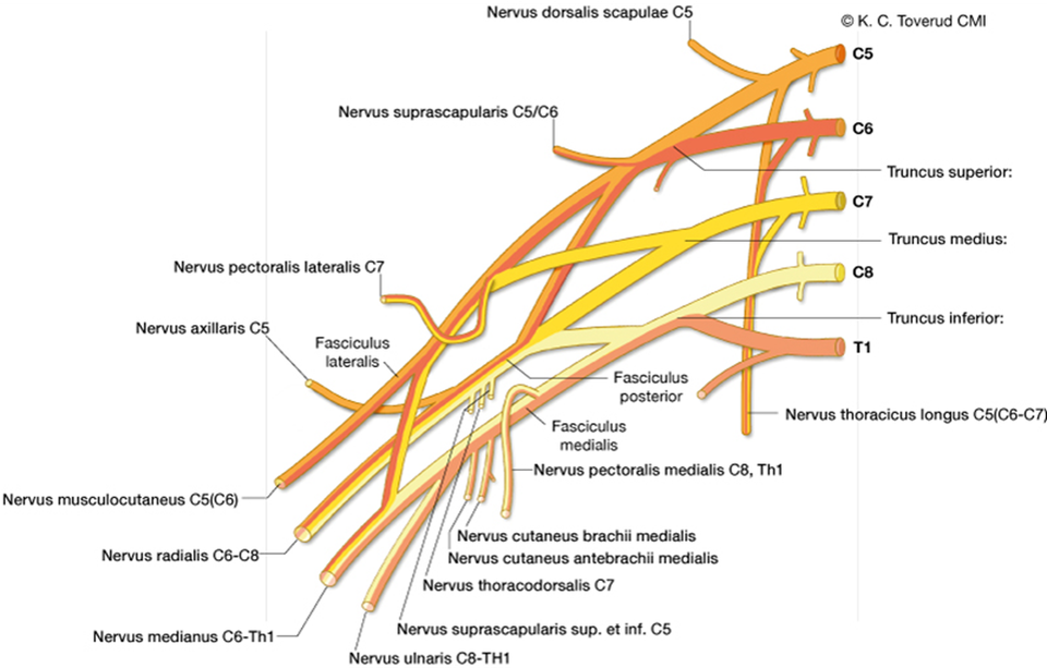 Overlap between myotomes