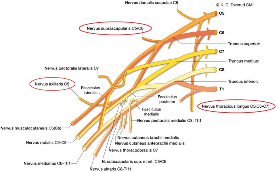 Plexus brachialis, anatomi