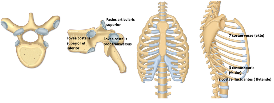 Thoracic spine, skeletal anatomy