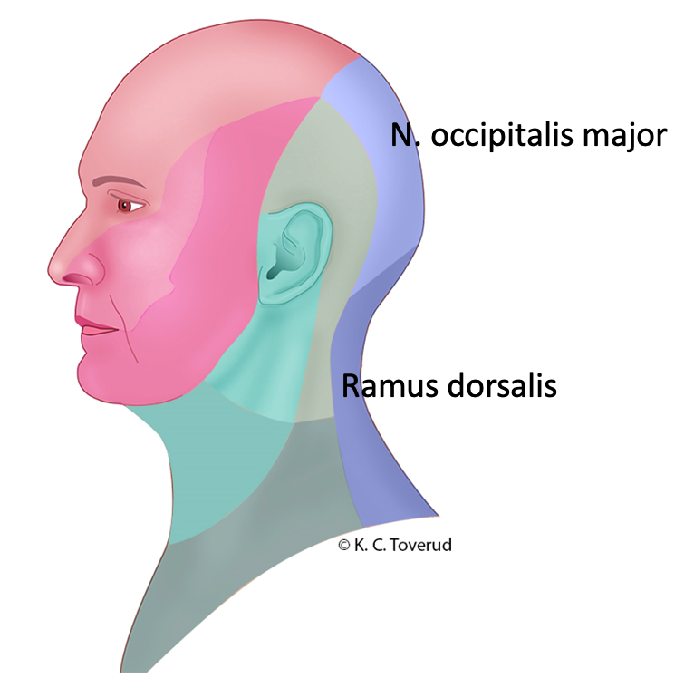 Ramus dorsalis