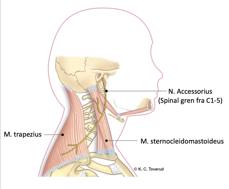 N. accesserius, 11th cranial nerve
