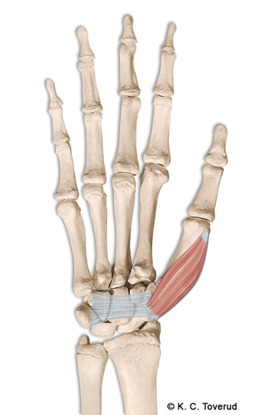 M. opponens pollicis, N. medianus, C8-Th1