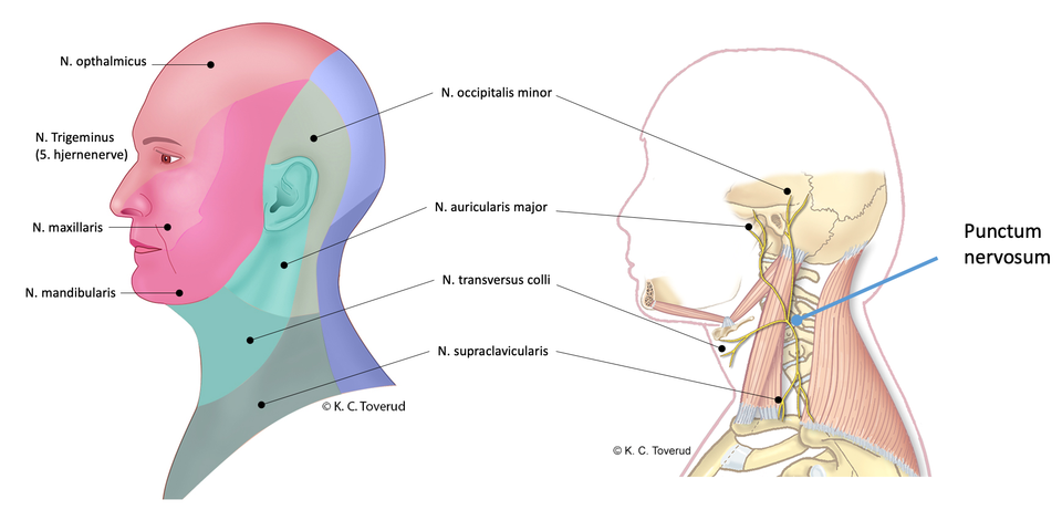Sensibilitet hode, sensoriske nerver ramus ventralis