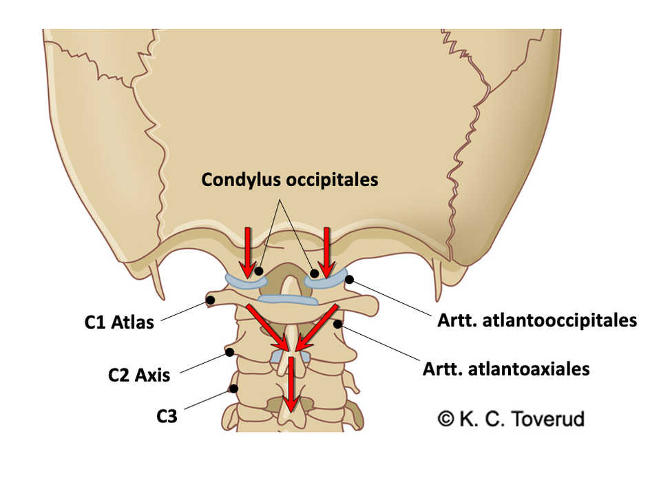 Neck, skeleton