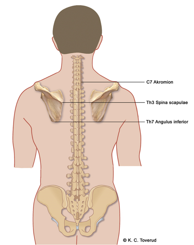 Topographical anatomy of the upper thoracic spine